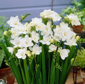 Белая махр 10шт