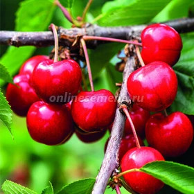 Подарок Орлу 2-х лет./клоновый подвой 1шт/сетка Поиск