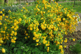 Пленифлора\1шт