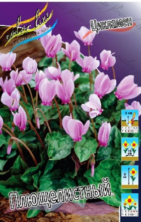 Плющелистный 2 шт