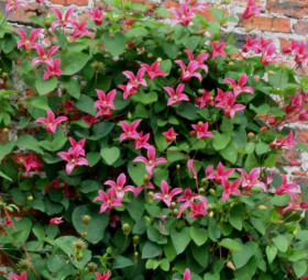 Принцесса Диана 1шт (каперсы)