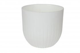 Альфа белая роза 22*41,5/4шт