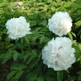 Белая Башня древовидный 1шт Поиск