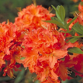 Мандарин Лайтс 1шт