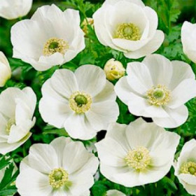 Брайд 10 шт/уп