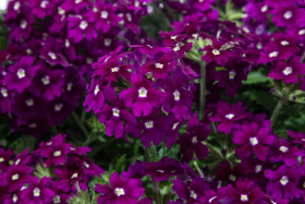 Вербена Кварц (100шт) ИксПи Парпл