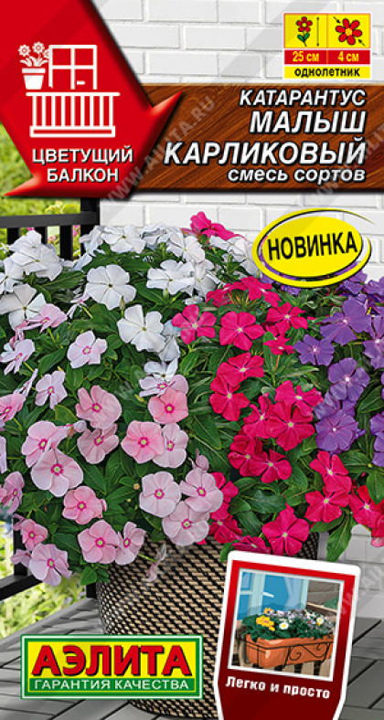 Малыш карликовый Ц(А)