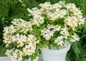 Полистар Р9  квадр/без картинки/ в ящиках