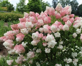 Ванилла Фрайз Р9 квадр/без картинки/в ящиках