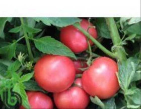 Торбей 5шт/ Элитные Семена