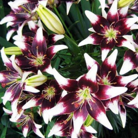 Нэттиз Прайд 12/14 (аз.) 5шт