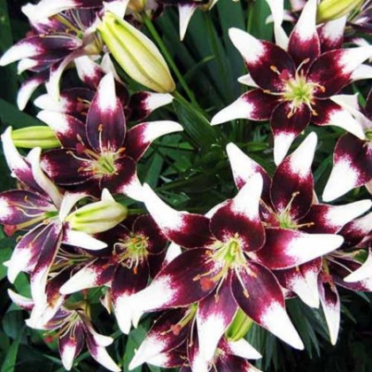 Нэттиз Прайд 12/14 (аз.) 5шт