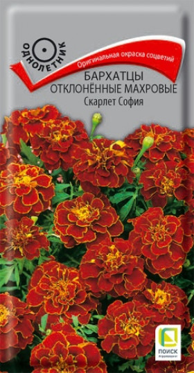 Скарлет София откл.махр. Ц(Поиск)