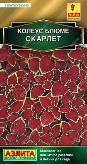 Скарлет блюме Ц(А)