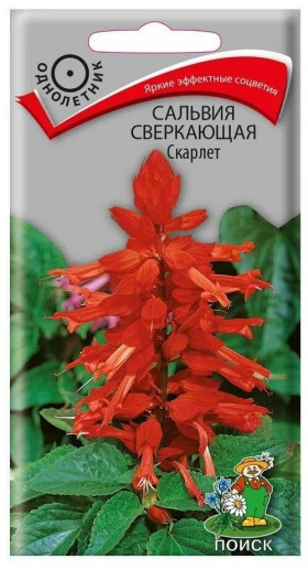 Скарлет Ц(Поиск)