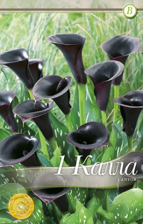 Калла
