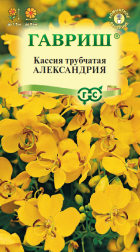 Александрия трубчатая 3 шт. Ц(Г)