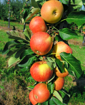 Восторг колонновид 1шт Поиск