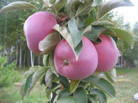 Созвездие колонновид 1шт Поиск