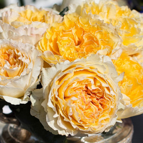 Беатрис (ЗКС) ЖИЛЯК