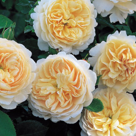 Крокус роуз (ЗКС) ЖИЛЯК +