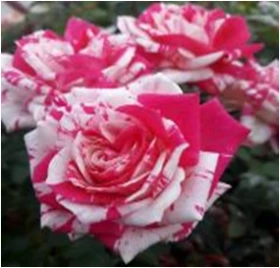 Твистер (ЗКС) ЖИЛЯК +