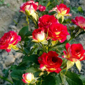 Рубиэлла (ЗКС) ЖИЛЯК