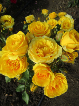 Сан Сити (ЗКС) ЖИЛЯК