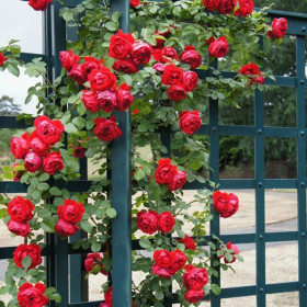 Флорентина (ЗКС) ЖИЛЯК