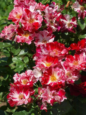 Форт оф Джули (ЗКС) ЖИЛЯК