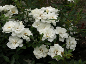 Вайт Ковер (ЗКС) ЖИЛЯК