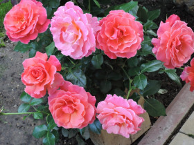 Ай Эм Макмиллан (ЗКС) ЖИЛЯК