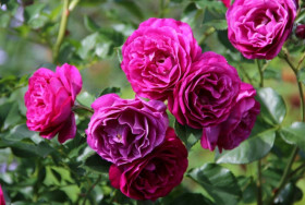 Блю Иден (ЗКС) ЖИЛЯК