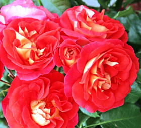 Гебрюдер Гримм(ЗКС) ЖИЛЯК