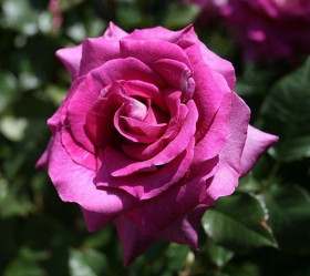 Интрига (ЗКС) ЖИЛЯК