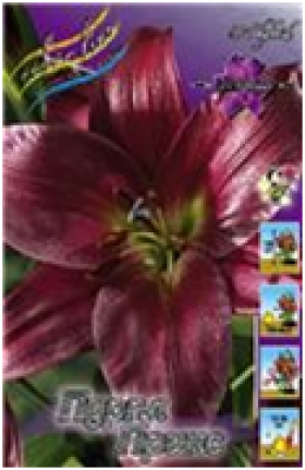 Пурпл Принс (ОТ)5шт