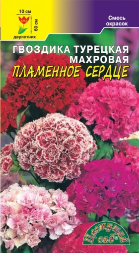 Пламенное сердце турецкая/Цветущий Сад