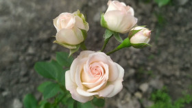 Яна (ЗКС) ЖИЛЯК