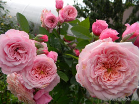 Уильям Кристи (ЗКС) ЖИЛЯК