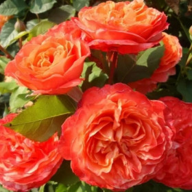 Эмильен Гийо (ЗКС) ЖИЛЯК