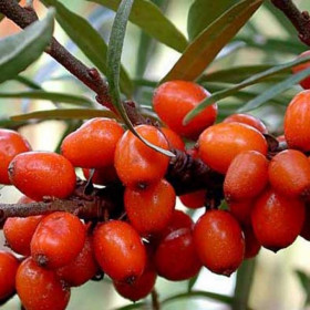 Облепиха в ассортименте\Лысково