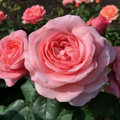 Лондон Ай (ЗКС) ЖИЛЯК