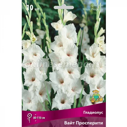 Уайт Просперити 10/12 10шт