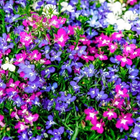 Ривьера Микс прямост. Ц(Поиск)