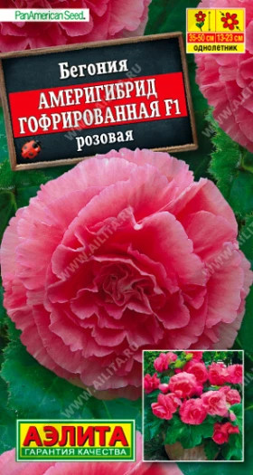 Америгибрид гофрированная розовая Ц(А)