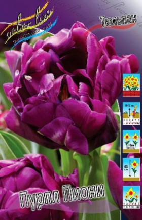 Пурпл Пиони 11/12 (махр.ранн.) 7шт