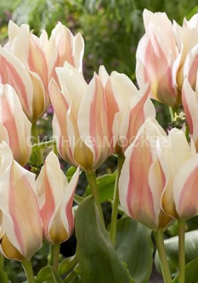 Серано 11/12 (мнгцв.) 7шт