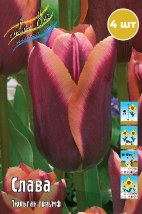 Слава 11/12 (триумф) 7шт