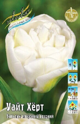 Уайт Хёрт 11/12 (махр.поздн) 7шт