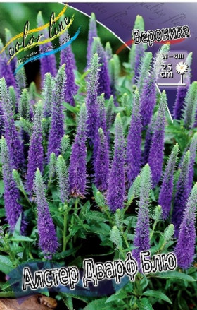 Алстер Дварф Блю 1шт